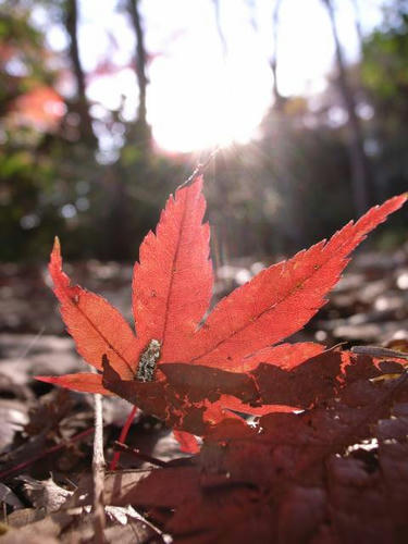 散紅葉