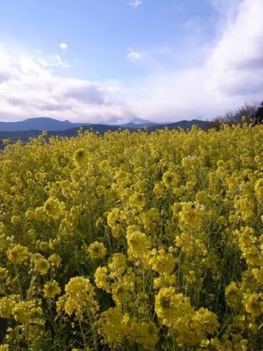 菜の花と富士山