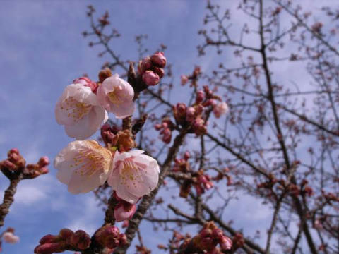 寒桜