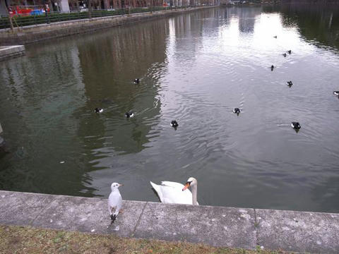 野鳥の会話
