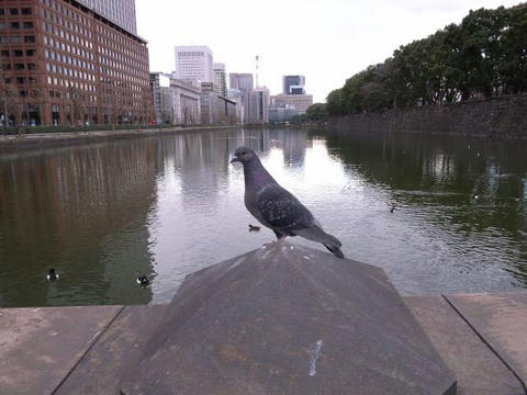 ハト