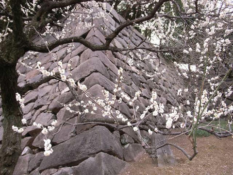 梅たたずむ