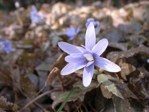 雪割一華