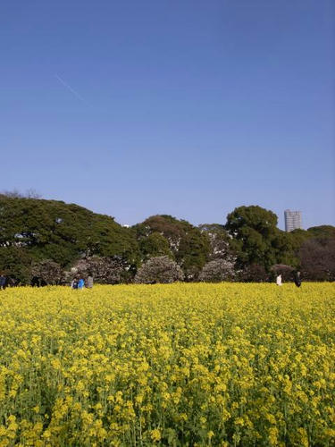 菜の花畑