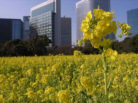 菜の花