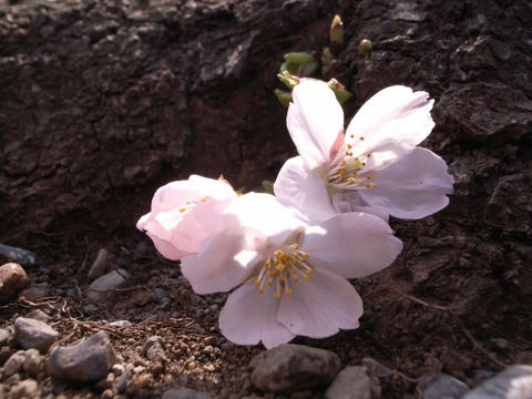 足元の桜