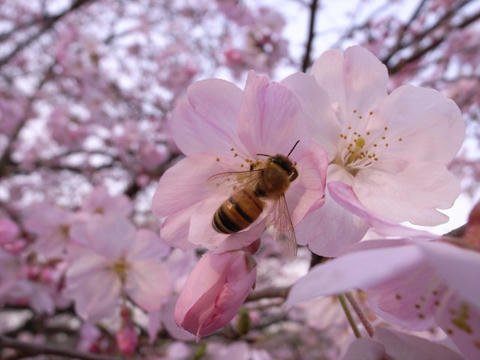 蜜を求めて