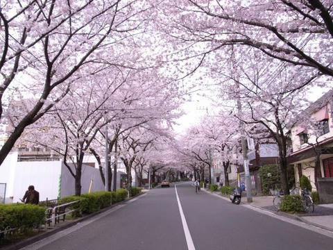 桜のトンネル