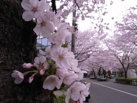 桜並木で