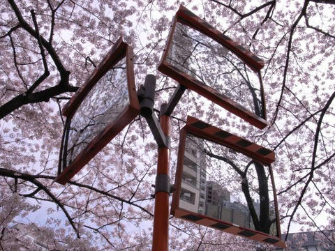 ミラーの中の花見