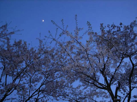 夕月と桜