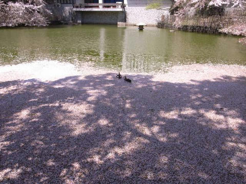 桜の池で