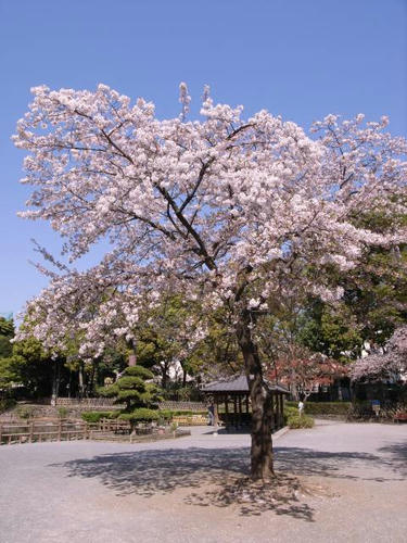 桜の木