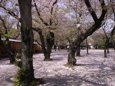桜散り敷いて