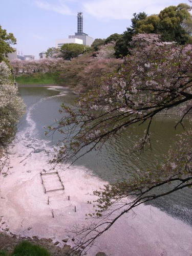桜の帯