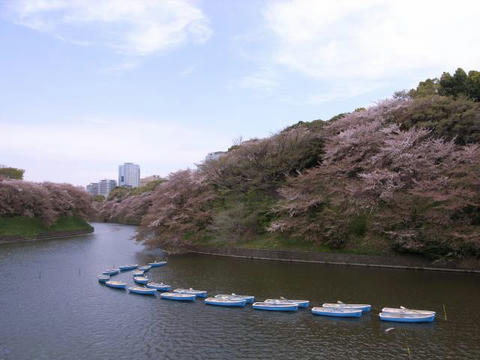 お花見ボート