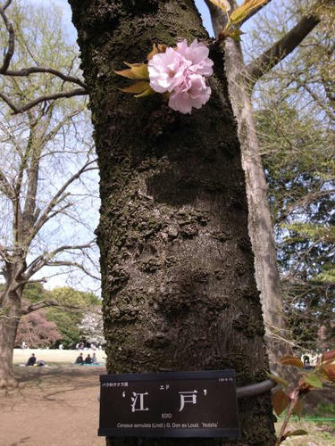 江戸で咲く