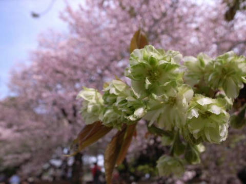 緑の桜
