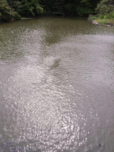 風に波立って