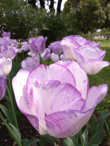 チューリップの花