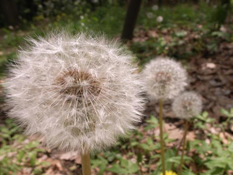 綿毛