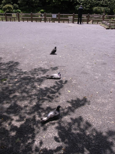 梅雨の晴れ間に