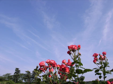 空に向かって