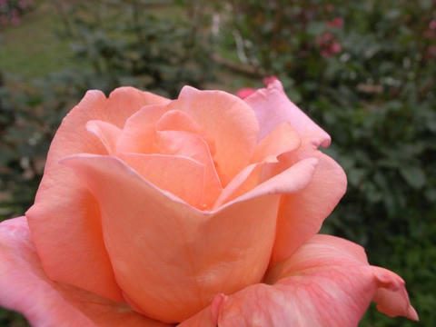 花音