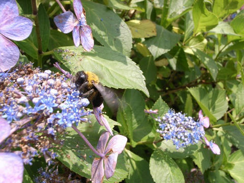 終わりかけの紫陽花に