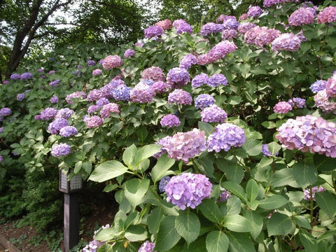 紫陽花も暑かろう