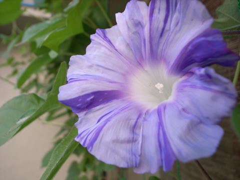 朝顔