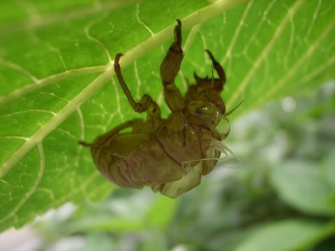 アブラゼミの抜け殻