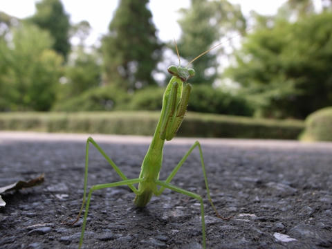 カマキリ