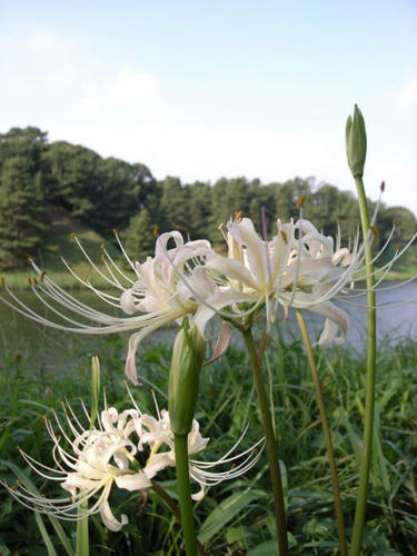 白花曼珠沙華