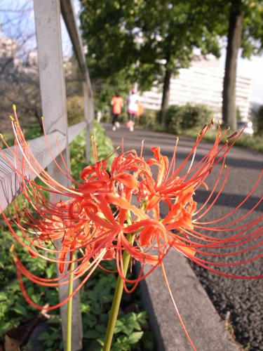 道端のヒガンバナ