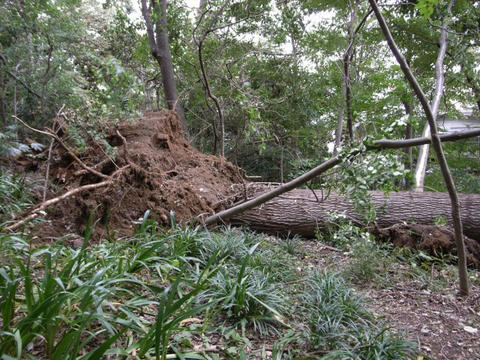 台風15号の爪あと