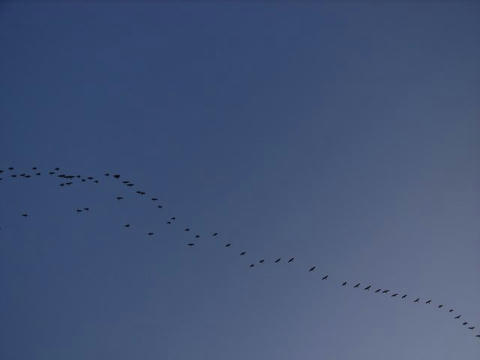 鵜の群れ飛ぶ