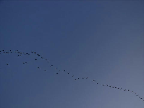 鵜の群れ飛ぶ