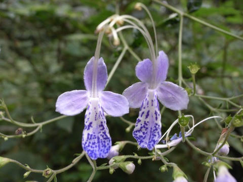 雁金草