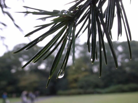 雨上がり