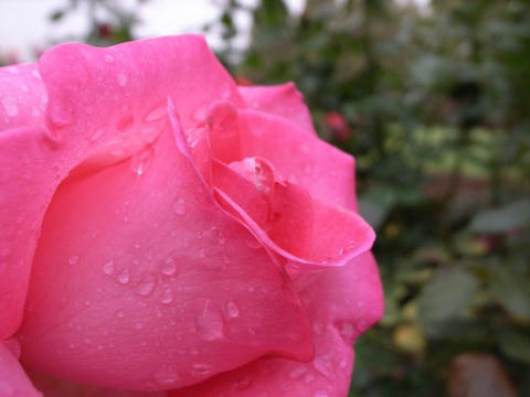 雨にぬれて