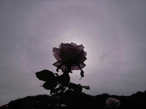 薔薇の後光