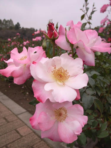 花霞