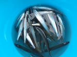 PB170326.JPG