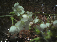 2008年3月24日 桜坂にて桜1分咲き・ピントが後ろの花にあっちゃったーーー