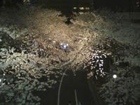 2008年3月27日 桜坂にて桜8分咲き