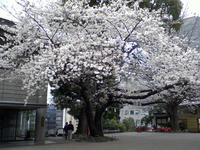 桜の大樹