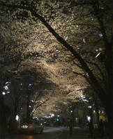 桜坂夜桜