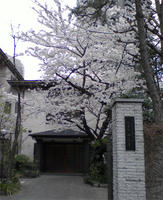 桜咲く、その寺の名前は・・・
