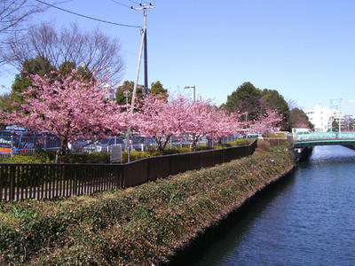 Kawazu_090217.jpg